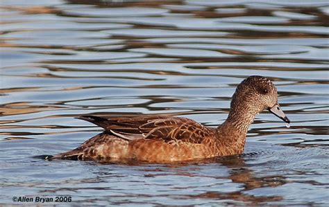 American Widgeon | VisitingNature