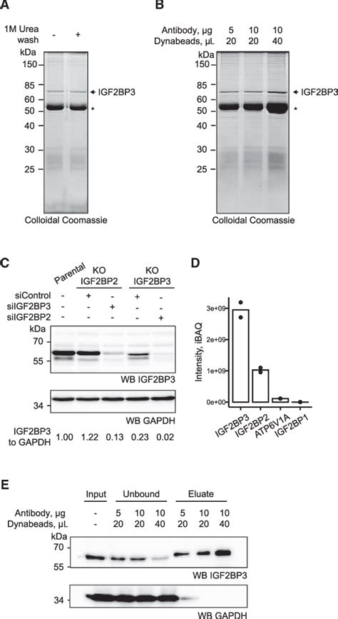 Figure From Optimized Infrared Photoactivatable Ribonucleoside