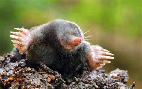 What Do Moles Look Like? | Miche Pest Control