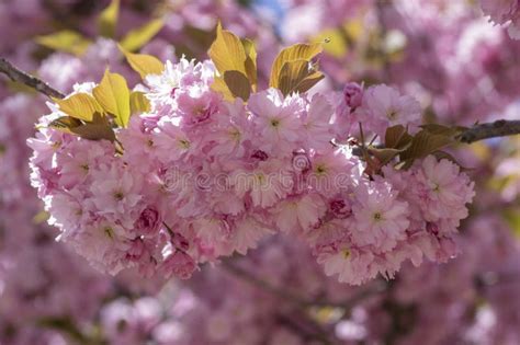 Prunus Serrulata Cerezo Japon S Doble Cultivo De Flor Llamado Sakura O