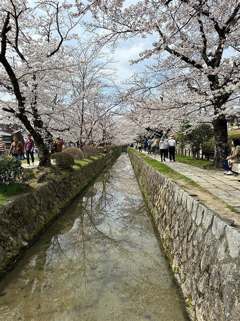 Kyoto's Famous Sakura (Cherry Blossom) Spot