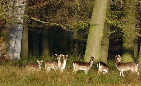 Wallpaper Forest Grass Wildlife National Park Wilderness Nature