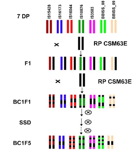 The Design Of Backcross Nested Association Mapping Population Of Sorghum Download Scientific