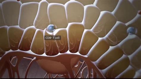 3d Microbiology Animated Cells That Protect The Immune System Motion