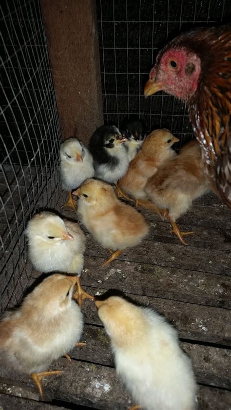 Warisan Petani: Anak Ayam Kampung.