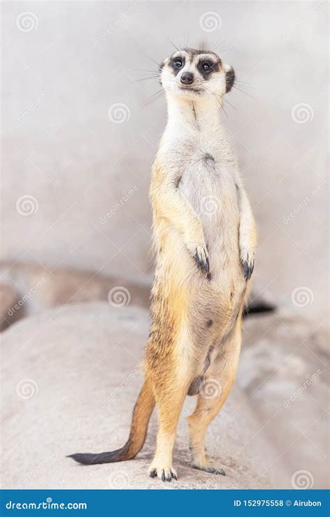 Meerkat Suricata Suricatta Wildlife Animal Standing On Legs Stock Photo