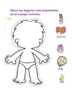 Órganos del cuerpo humano Idioma español o castellano Curso nivel