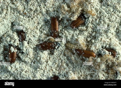 CONFUSED FLOUR BEETLES Tribolium Confusum In Flour Stock Photo Alamy