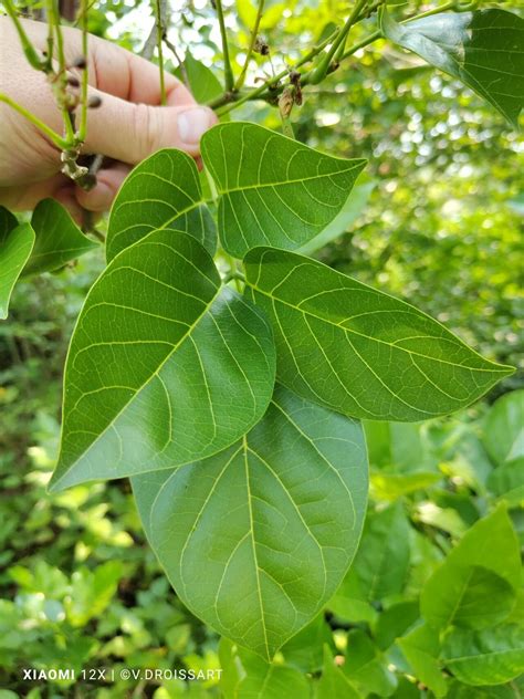 Pongamia Pinnata L Pierre Flora Mundial Pl Ntnet Identify