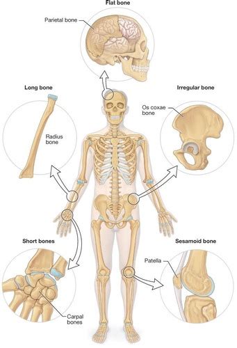 Bone Tissue And The Skeletal System Overview The Integumentary System