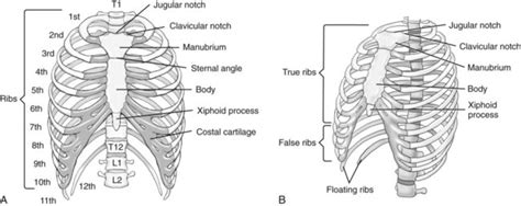 Bony Thorax Chest And Abdomen Radiology Key