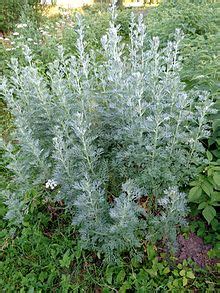 Artemisia (genus) - Wikipedia