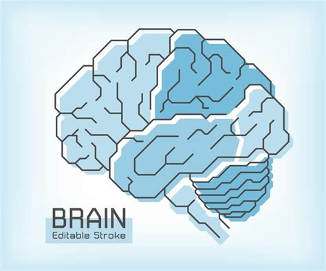 anatomie du cerveau et contour de l AVC lobe frontal pariétal temporal