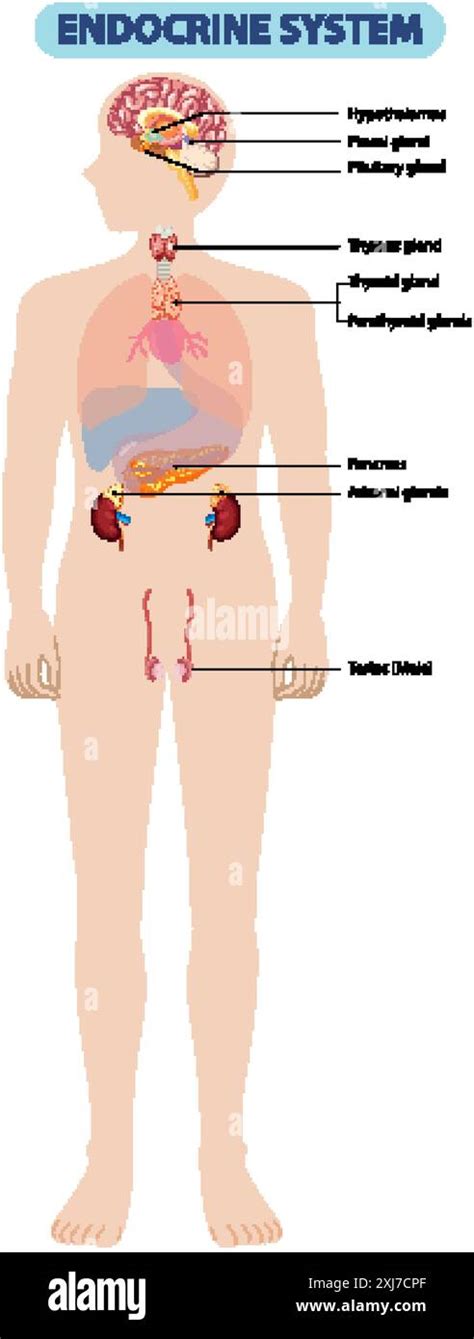 Illustration Of The Human Endocrine System Organs Stock Vector Image