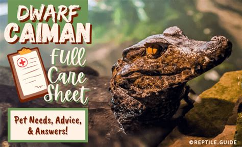 Dwarf Caiman Full Care Sheet: Pet Needs, Advice, & Answers!