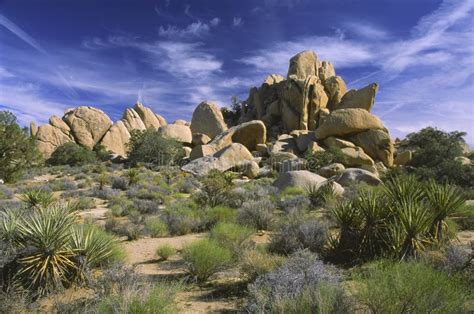 Noche En Joshua Tree National Park Foto De Archivo Imagen De Noche