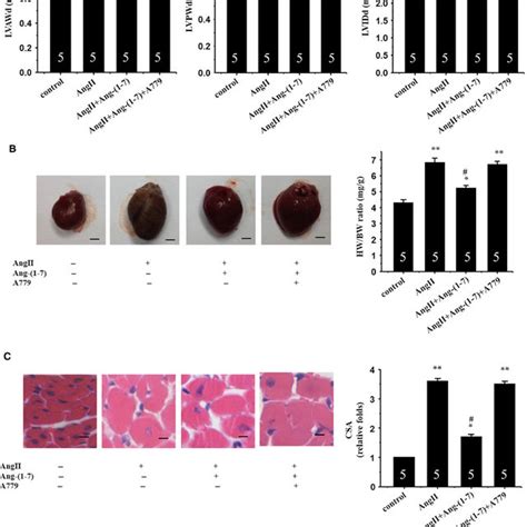 Ang Inhibits Angii Induced Autophagy And Myocardial Fibrosis Via