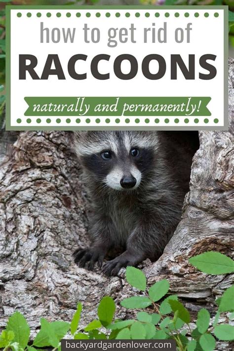 How To Get Rid Of Raccoons From Your Backyard In 2021 Getting Rid Of