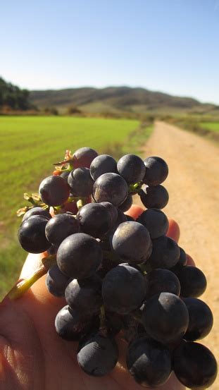 Landscapes Of The Camino De Santiago French Way Spain Landscapes Of The ...