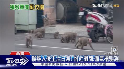 緊急公告 30隻猴子大軍來襲 校園電子公佈欄 快緊閉門窗｜tvbs新聞 Tvbsnews02 Youtube