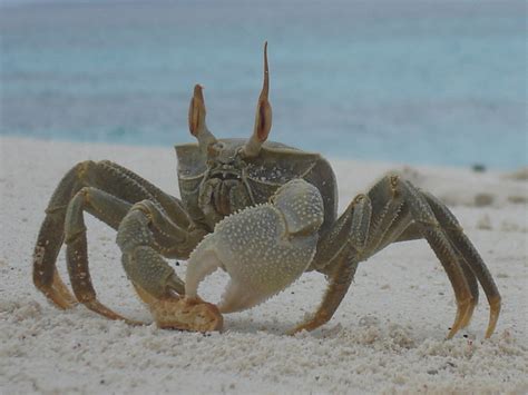 Horned Ghost Crab Mlalazi Estuarine Floodplain · Inaturalist