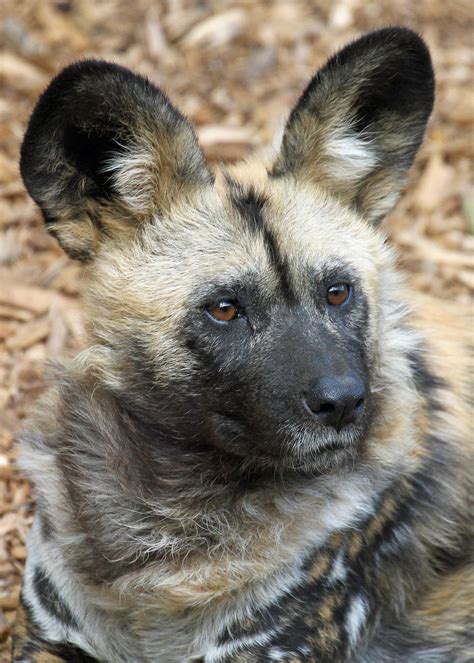 African Hunting Dog in Natural Habitat