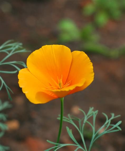 Meet The California Poppy Growing Care Guide