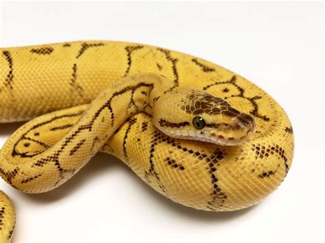 Yellow Belly - Ball Python Traits - Morphpedia