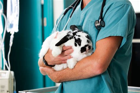 What To Do For Rabbit Eye Infections Every Bunny Welcome