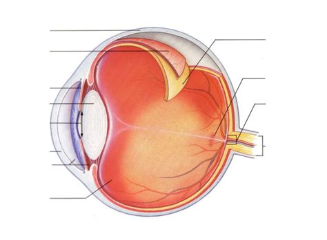 The Eye Diagram Quizlet