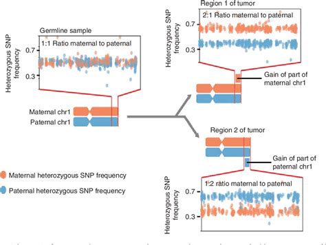 Figure 1 From Phylogenetic Quantification Of Intratumor Heterogeneity