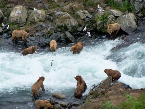 Kodiak Bear Viewing | Larsen Bay Lodge