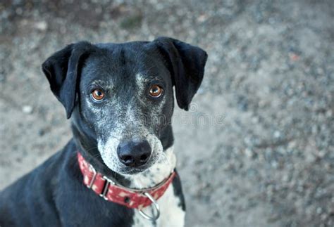 Tir De Focalisation S Lectif D Un Chien Hybride Hybride Noir Avec Une