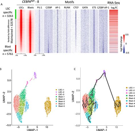 Chromatin Differences Between CEBPAN C Leukemic Stem And Blast Cells A