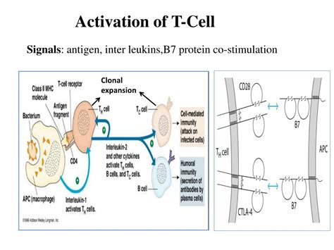 PPT - t-cells PowerPoint Presentation, free download - ID:10807838