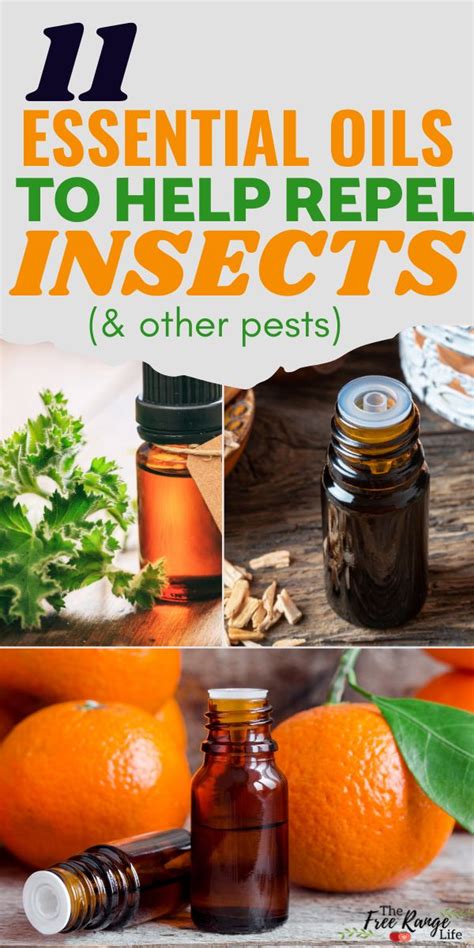 Essential Oils That Repel Bugs Insects And Pests Naturally