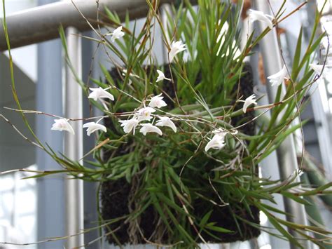 デンドロビウム・エクイタンス（dendrobium Equitans） 季節の花