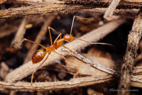 Ants Of Hi Hawaii Ant Lab