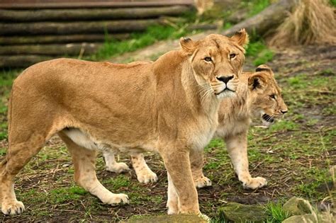 Lions returned to enclosure at Sydney Zoo after escaping | The Straits ...