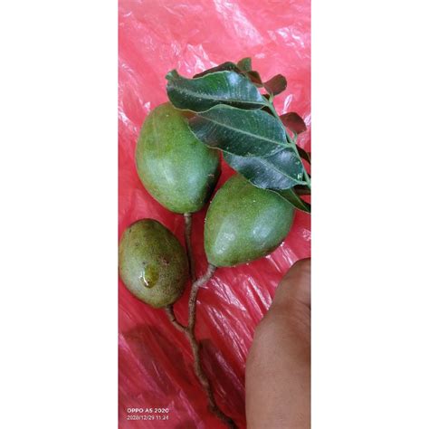 Jual Buah Kedongdong Buat Rujak Kedondong Harga Per 1kg Indonesia