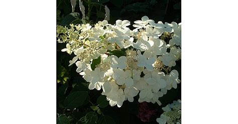 Hydrangea Paniculata Brussels Lace At Loder Plants RH13