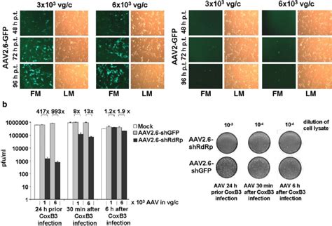 Comparison of different RNAi vectors in primary cardiomyocytes. a The ... 