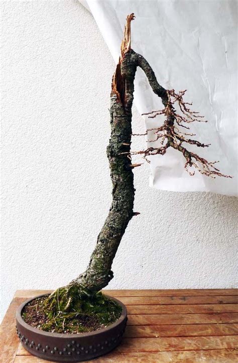 Beautiful Larch Trunk Chop I D Love To See This In Spring Bonsai