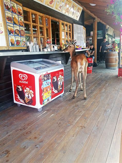 Krotkého jelenčeka turisti pod Tatrami kŕmia a fotia Čaká ho osud