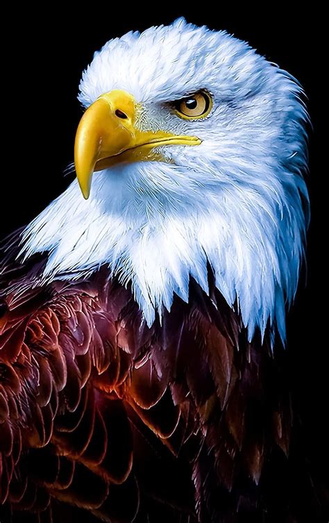 Cool Eagle Pictures