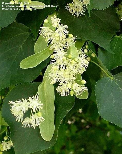 Plantfiles Pictures Tilia Species Littleleaf Linden Little Leaf