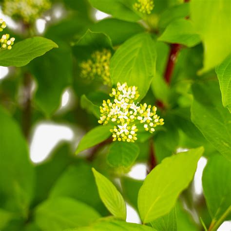 Red Twig Dogwood For Sale Online | The Tree Center