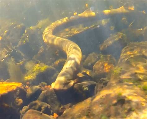 Pouched Lamprey Healthy Rivers