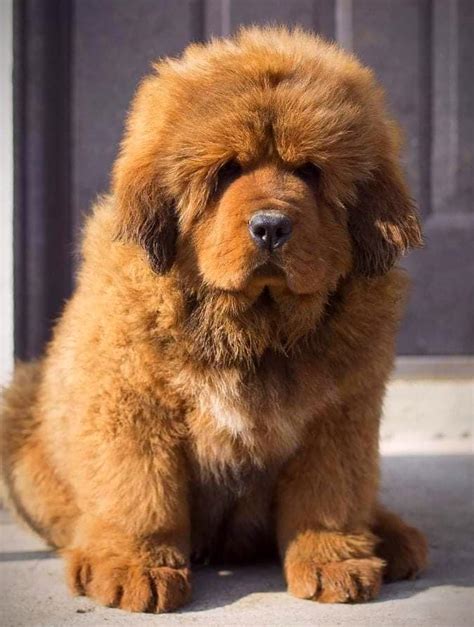 Tibetan Mastiff Puppies For Sale | atelier-yuwa.ciao.jp