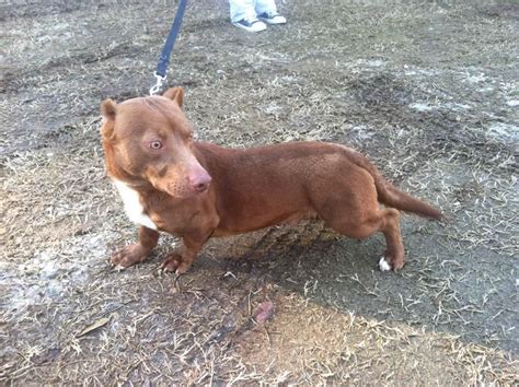 Pitbull Weiner Dog Mix Pet Lovers Dog Crossbreeds Weiner Dog